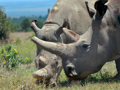 Rinocerontes blancos