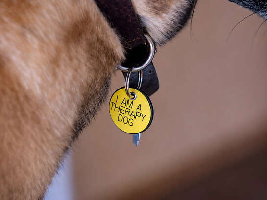 Detailed close-up of a “Therapy Dog” label displayed on a service dog vest