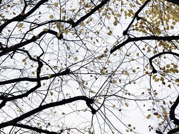 Quando molte parti interagiscono, possono nascere proprietà nuove che non esistono nei singoli elementi presi separatamente