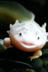 Esemplare di Ambystoma mexicanum (axolotl), Spagna