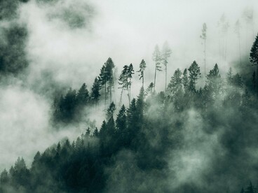 Fog passing through ancient evergreens as morning breaks, symbolising the hidden lessons waiting to be discovered in the wild