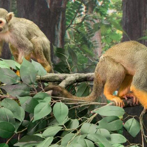 Monkeys. Courtesy of Royal Belgian Institute of Natural Sciences