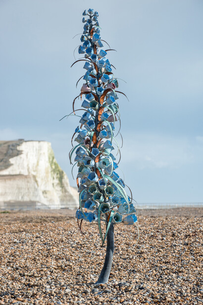 Frances Doherty, Echium