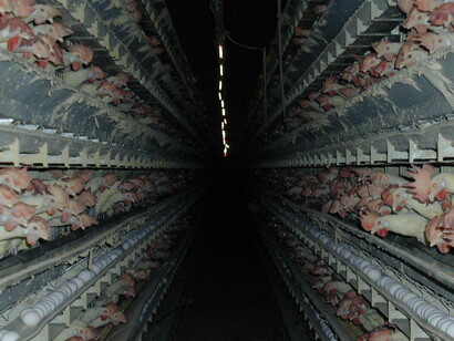 Batterie di polli
