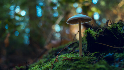 The magical realm of psychedelic mushrooms produce mind-bending adventures, illuminating the depths of human consciousness, bridging brain and perception