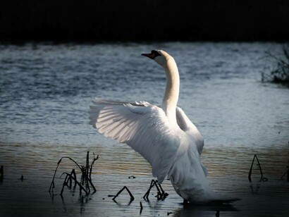 A great white swan demonstrates the power of flight  