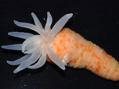 Anemone antartico (Stephanthus antarcticus)