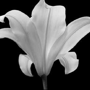 Hiroyuki Arakawa, The Quiet Japanese Lily, 2006, 90cm x 90 cm giclee print Edition of 6