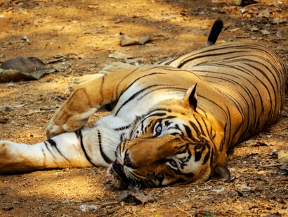 Resting Indian Tiger