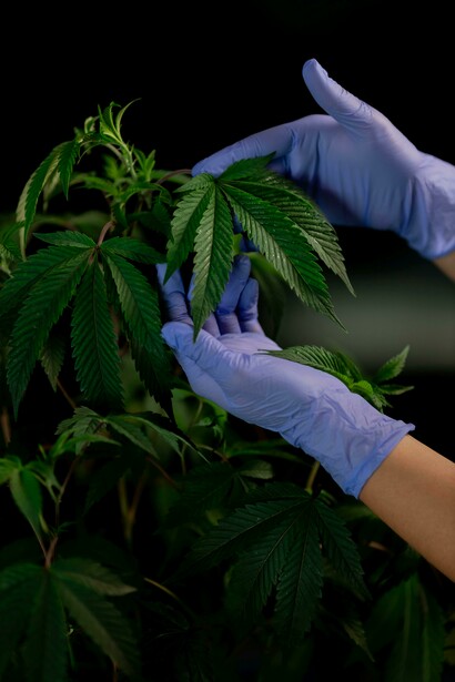 A close inspection of cannabis leaves and its therapeutic use