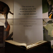  John James Audubon, Audubon’s birds of America, exhibition view. Courtesy of Field Museum