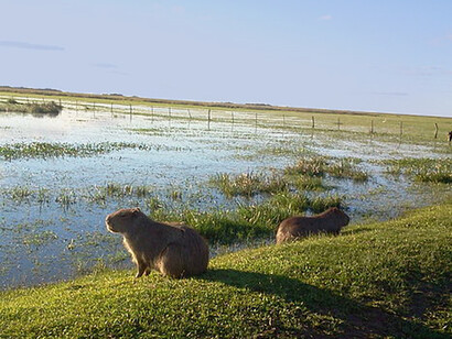 Los carpinchos es la especie animal predominante en estas tierras. Se dejan fotografiar tranquilamente y es muy común encontrarse con ellos a lo largo del camino. Los Esteros del Iberá.“Reserva Natural Silvestre Cambyretá”