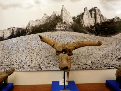 Museo Paleontologico di Montevarchi (AR)