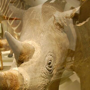 Africa Gallery. Courtesy of Harvard Museum of Natural History
