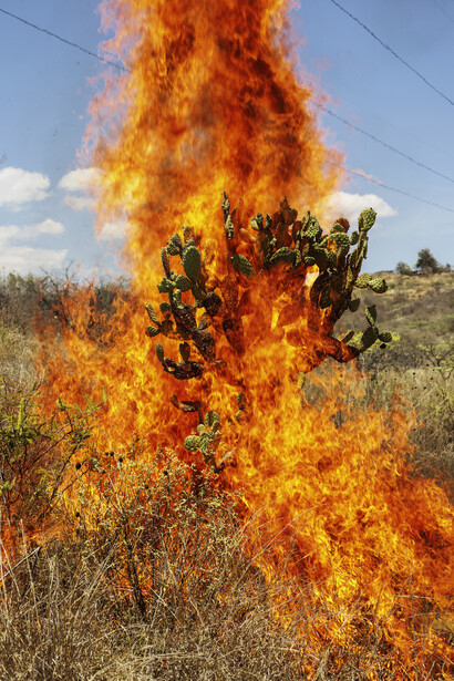 Pieter Hugo_Burning Bush, Oaxaca de Juárez, 2018, Pigment print, ©Pieter Hugo, courtesy PRISKA PASQUER, Cologne