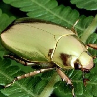 Plusiotis resplendens