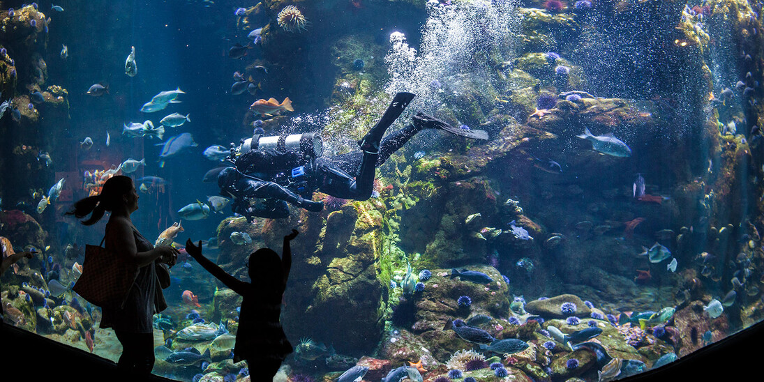 California Coast. Courtesy of California Academy of Sciences