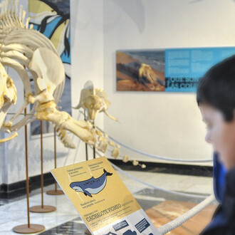 La mar de cetáceos en Andalucía. Courtesy of Casa de la Ciencia