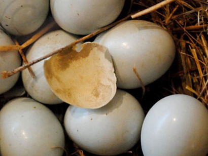 Creatures. Courtesy of Montshire Museum of Science