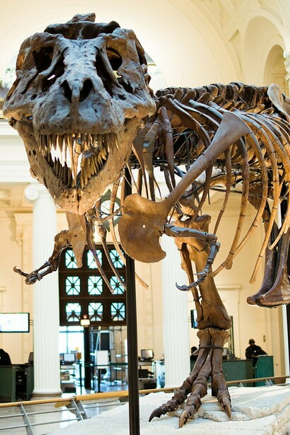 Sue, Museo Field de Historia Natural, Chicago, Illinois, Estados Unidos