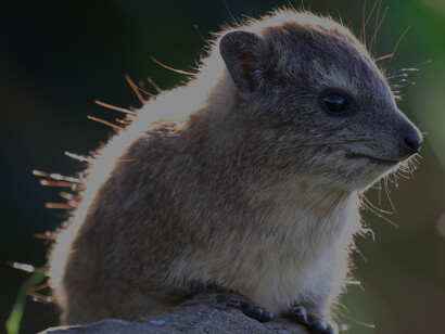 Confiding Bush Hyrax at Masai Lodge © Gehan de Silva Wijeyeratne