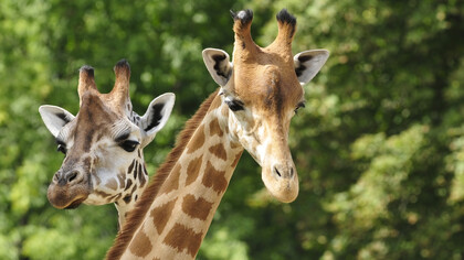 Le giraffe sono gli animali più alti al mondo