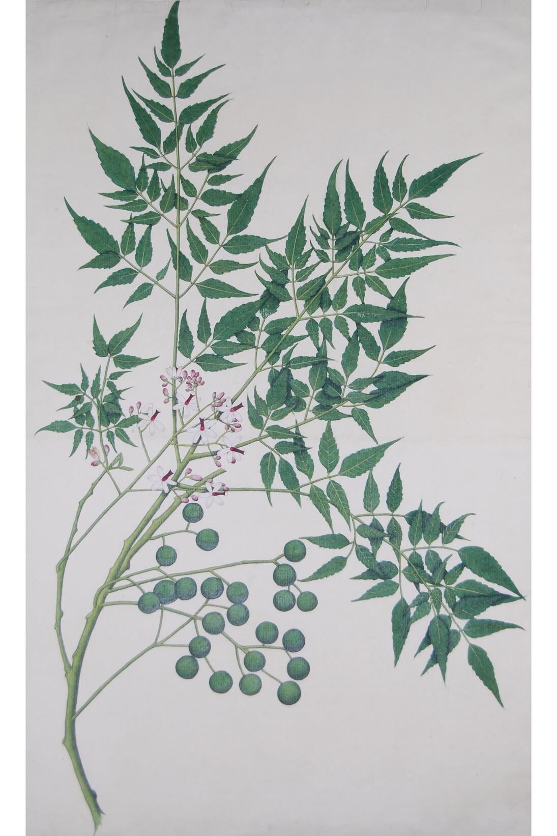 Shaikh Zayn-Al-Din (active in the late eighteenth-century), Melia azedarach L (Persian lilac), Watercolour on paper, 572 x 365 mm, Royal Asiatic Society of Great Britain and Ireland
