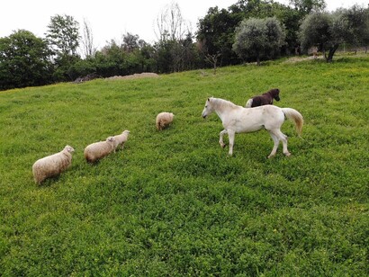Cavalli al pascolo alla tenuta Lisetta