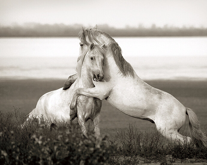 Wild in France. Courtesy of Flower + Hewes