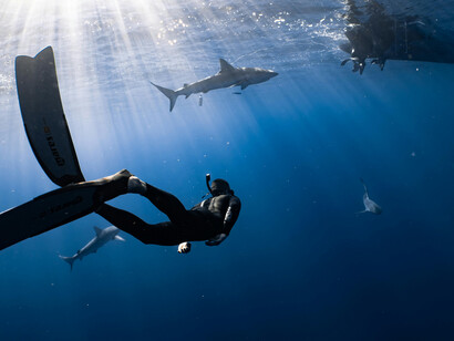 Underwater in Fuvahmulah, Maldives—a diver swims near a majestic shark
