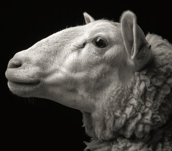 Le photographe voulait être sûr de toujours placer la caméra à leurs yeux