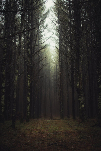 Sentiero di un bosco buio sotto un cielo plumbeo che minaccia di piovere 