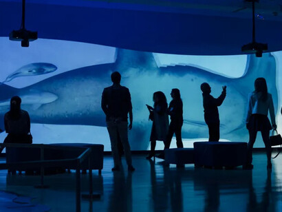 Requins, vue de l'exposition. Avec l'aimable autorisation du ROM