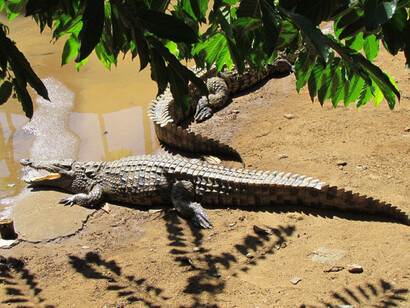 Un alligator