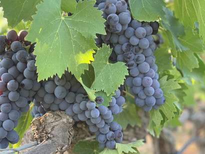 The exquisite taste of grapes sourced directly from the vineyards of Manzanares, Spain, renowned for their rich flavor and quality