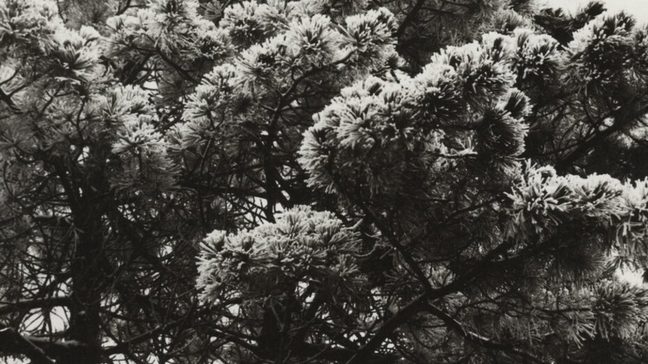 Aenne Biermann. Courtesy of Museum Ludwig