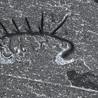 Dawn of Life. Courtesy of ROM