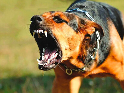 Chien et rage. Les injections successives du vaccin sont alors la condition pour booster la puissance du train de la vaccination au détriment de celle du train de l’infection