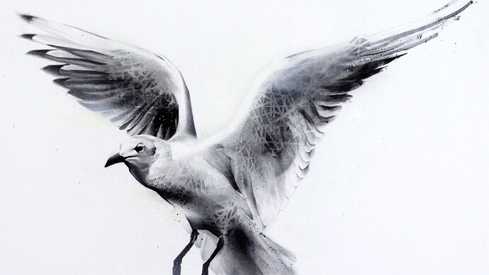 Li-Hill, Flight, (Gull – Laridae), Graphite and aerosol on paper, 30in x 22in (76 x 56cm)