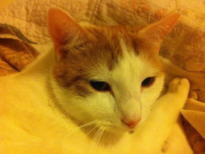 A closeup of Kitty as he gets ready to take a nap