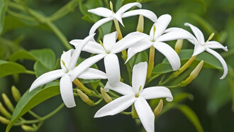 Flores de Jazmín. Las flores son un adorno disperso en el mundo espontánea o cultivadamente