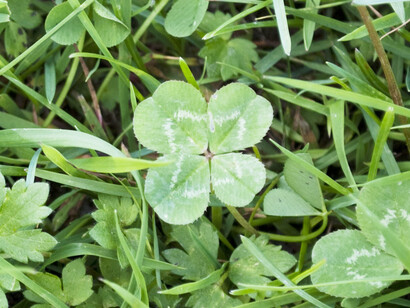 Os trevos de quatro folhas são raros e, segundo a superstição, quem os acha tem sorte