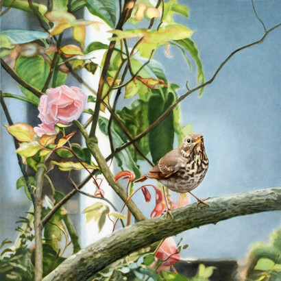 Diane Andrews Hall, Hermit Thrush and Belle of Portugal Rose, 2023. Oil on wood, 20 x 20 in. Courtesy of the artist and Rena Bransten Gallery