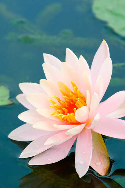 Il fiore di loto, perfezione e molteplicità