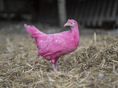 Young Swedish Design 2020. Courtesy of ArkDes