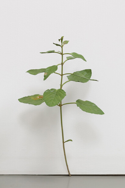 Tony Matelli, Weed #281, 2012. Courtesy of Hashimoto Contemporary, NYC
