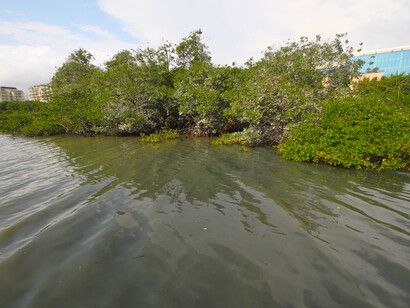 Águas contaminadas por esgoto proveniente do sistema de galerias de águas pluviais. Foto de Mario Moscatelli

 