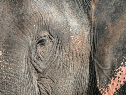 L'elefante asiatico in pericolo di estinzione