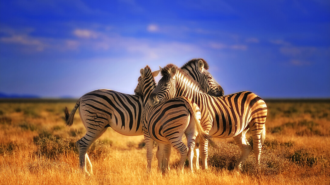 Parco Nazionale di Etosha, Namibia – Zebre si riposano disposte in modo da controllare l’arrivo di eventuali predatori. Ph Sergio Pessolano