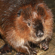 Castor. Courtesy of Science Nord